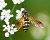 Chrysotoxum festivum